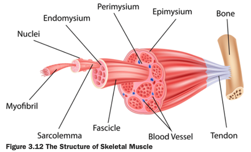 ISSA certified personal trainer curriculum diagram of muscle tissue