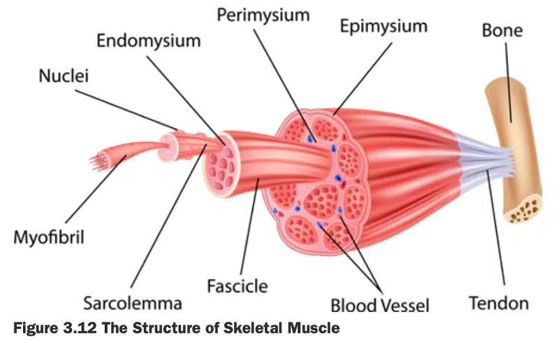 ISSA Training Certification Review 2023 - Is ISSA Worth It? 16 ISSA certified personal trainer curriculum diagram of muscle tissue