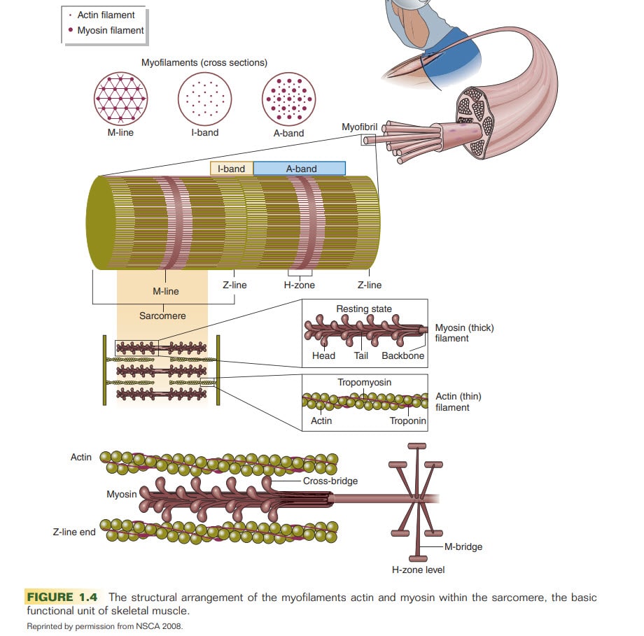 nsca cpt exercise science - actin-myosin cross bridges in the NSCA curriculum