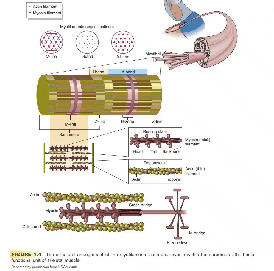nsca cpt exercise science - actin-myosin cross bridges in the NSCA curriculum